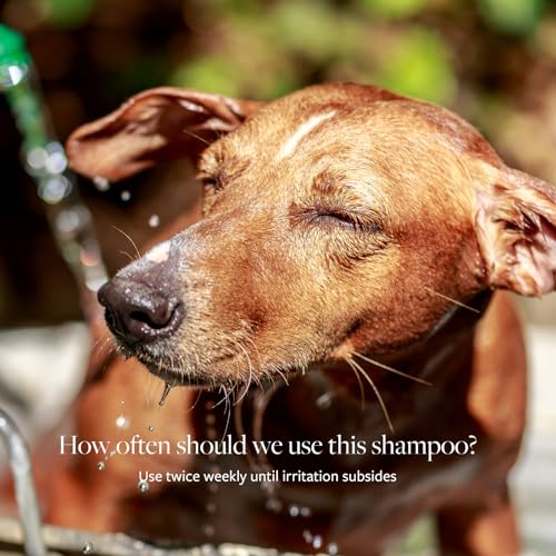 Clinical Care Antiseptic & Antifungal Shampoo